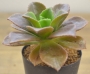Еониум (Aeonium nobile アエオニウム　ノビレ)